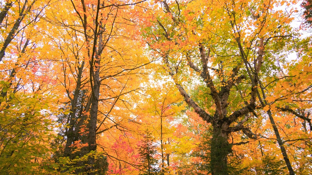 Summerlike weekend on tap in Twin Cities; fall returns early next week — WCCO / CBS Minnesota, Chanhassen Community news