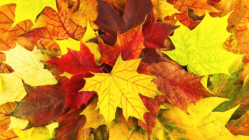 Cooler, quieter fall weather returns Tuesday in the Twin Cities — WCCO / CBS Minnesota, Chanhassen Community news