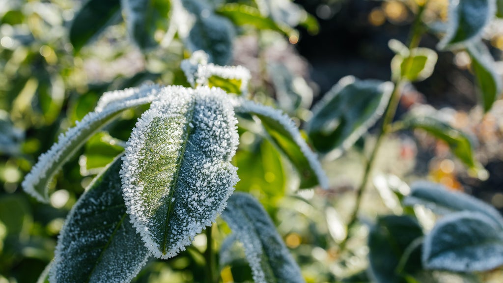 The first frost of the season is expected Saturday. Here's how to prepare your garden — WCCO / CBS Minnesota, Chanhassen Sports news