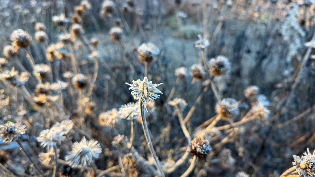Breezy winds bring cool air to Minnesota, with first frost possible in the metro Friday night — WCCO / CBS Minnesota, Chanhassen Sports news