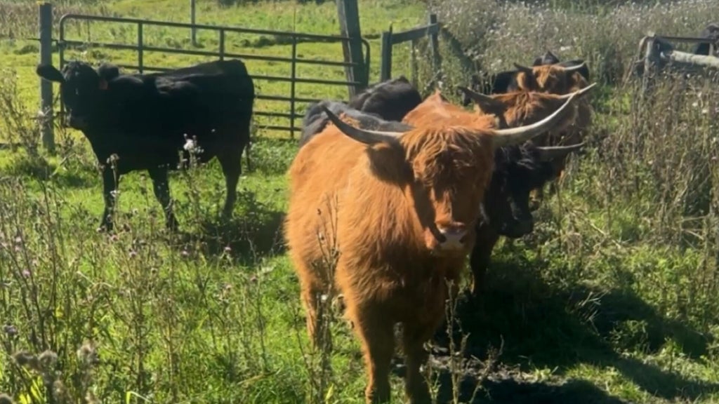 Minnesota farmer calls for thief to return nearly a dozen cows: "You're going to go to jail" — WCCO / CBS Minnesota, Chanhassen Community news