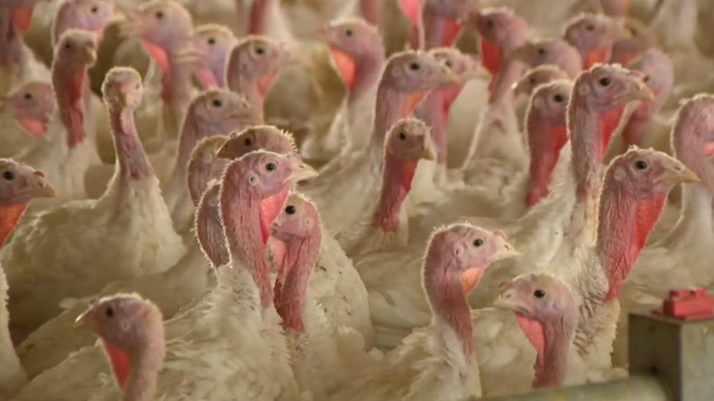 Bird flu confirmed in Barron County, Wisconsin, commercial poultry flock — WCCO / CBS Minnesota, Chanhassen Real Estate news