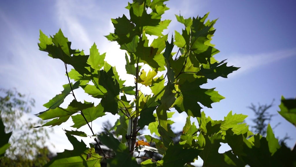 St. Paul city employees help plant trees at church in Rondo neighborhood — WCCO / CBS Minnesota, Chanhassen Real Estate news
