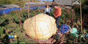 Meet Minnesota’s Pumpkin King — KSTP 5