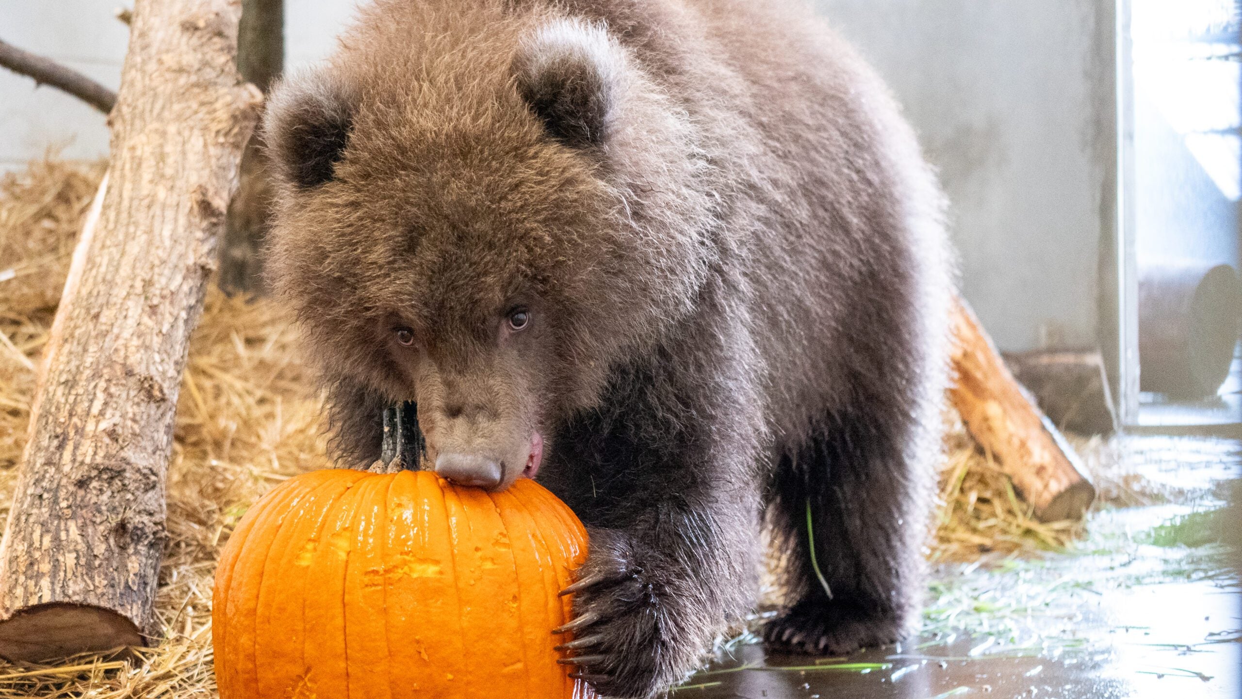 Minnesota Zoo welcomes 3 orphaned brown bear cubs rescued from Alaska — Chanhassen Health news