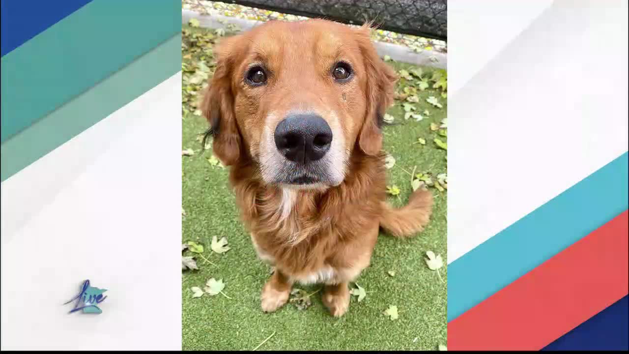 Adopt a Dog Month: Golden Retrievers — KSTP 5