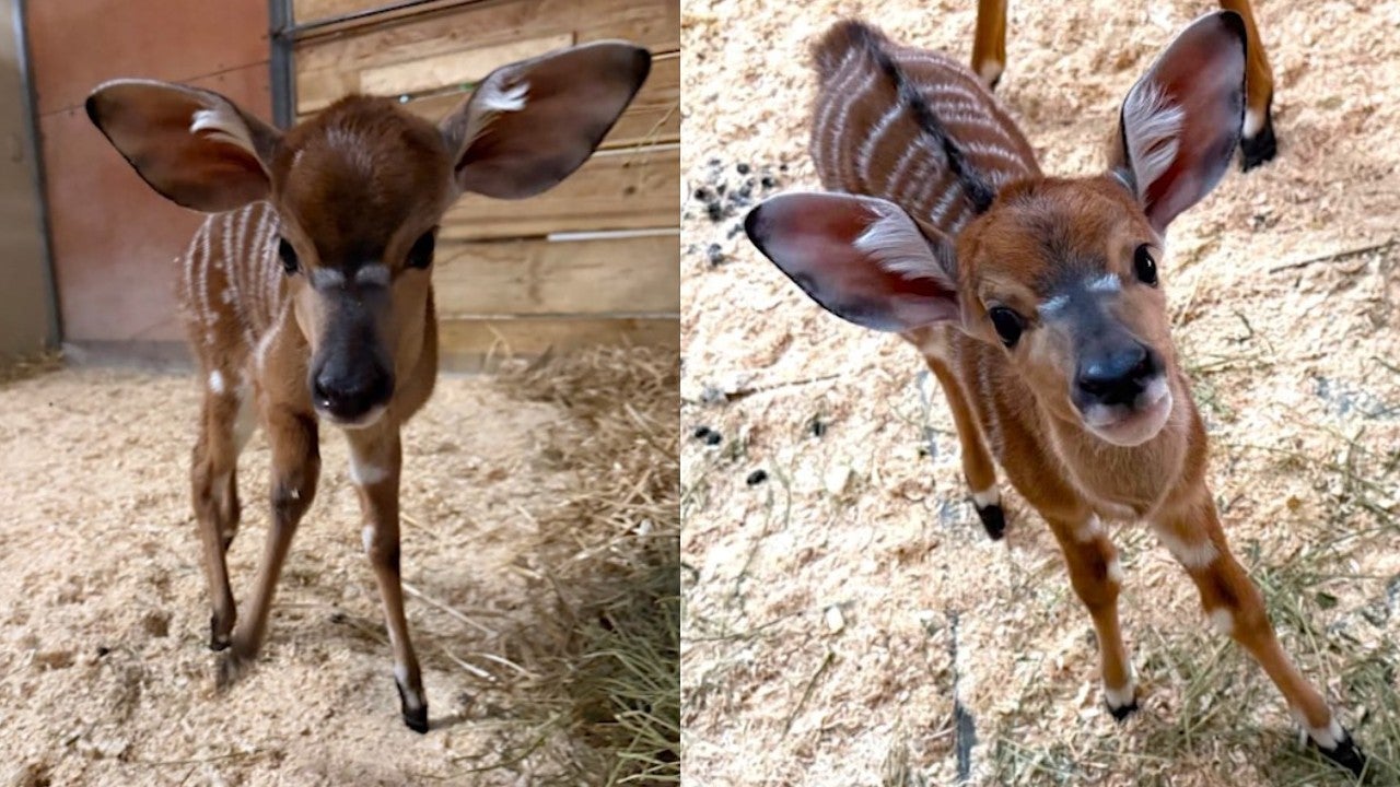 Pair of nyala calves born at Como Park Zoo 3 weeks apart — Chanhassen Community news