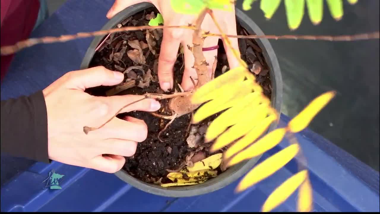 Tips for Planting Trees — KSTP 5, Chanhassen Community news