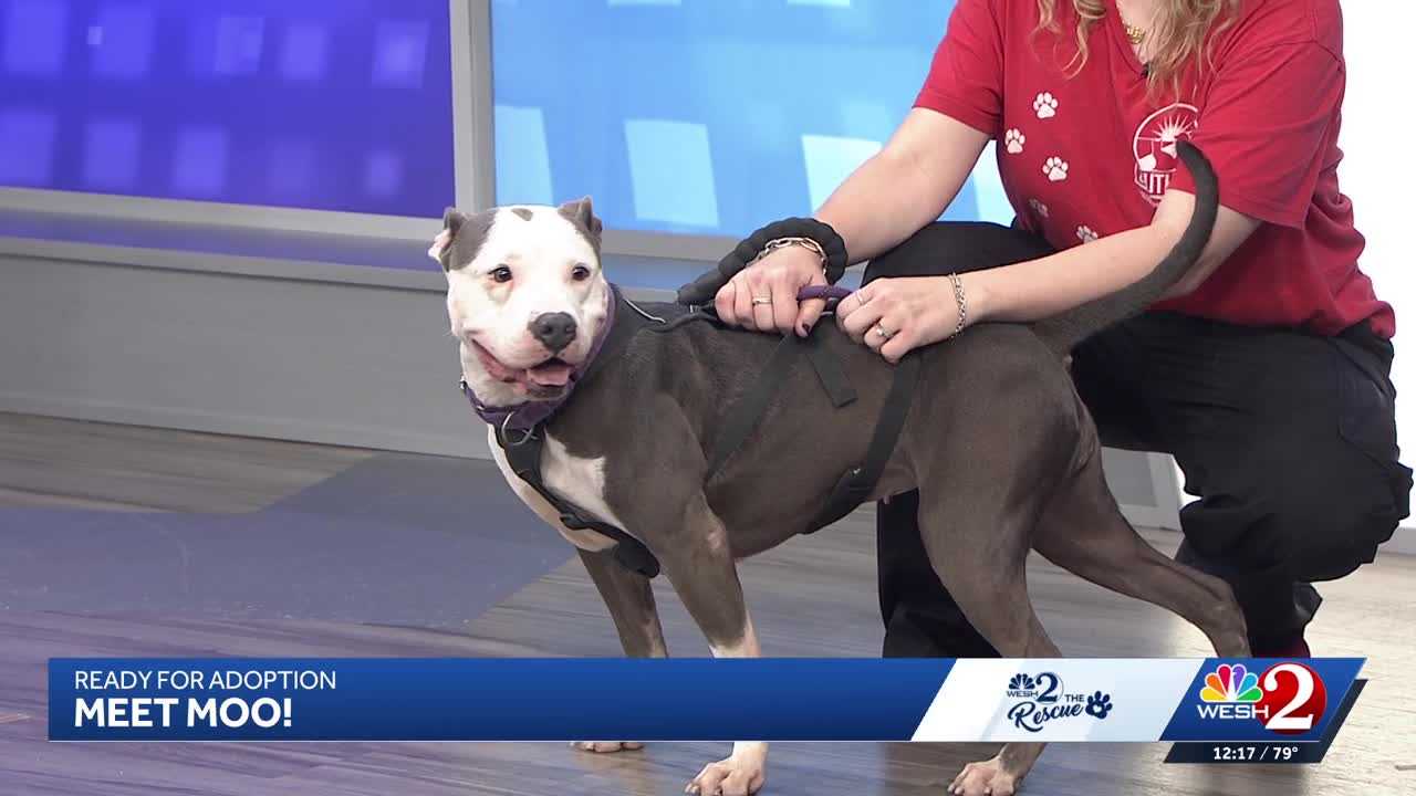 Moo at Southeast Volusia Humane Society is looking for a home — WESH 2 Orlando, Chanhassen Community news