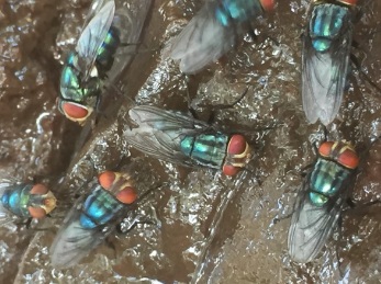 Odor complaints target Mexico’s screwworm fly facility — KFGO, Chanhassen Schools news