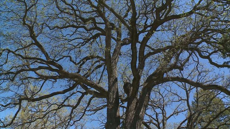 How to keep your oak trees healthy — KARE 11 Local, Chanhassen Health news