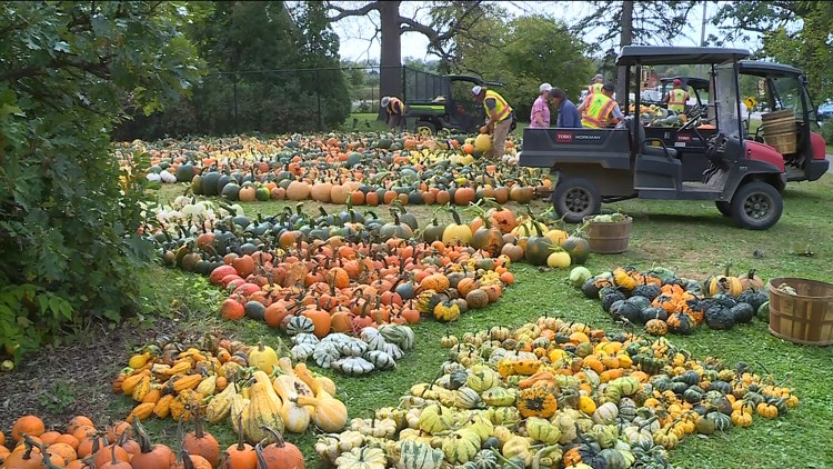 Pumpkin 101: Best to cook, carve & display — KARE 11 Local, Chanhassen Community news