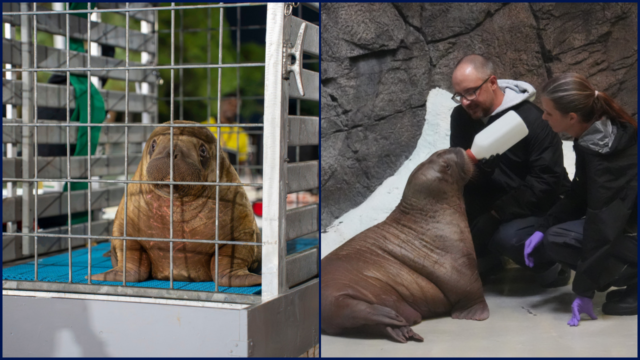Orphaned baby walrus in Alaska flown 4,800 miles to new home in Florida — FOX 9, Chanhassen Community news