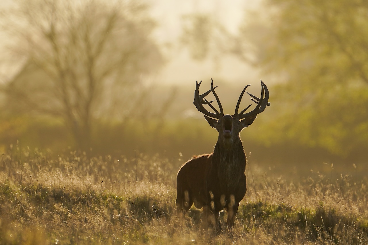 Deer-related crashes spike in the fall. Here's why. — FOX 9, Chanhassen Sports news