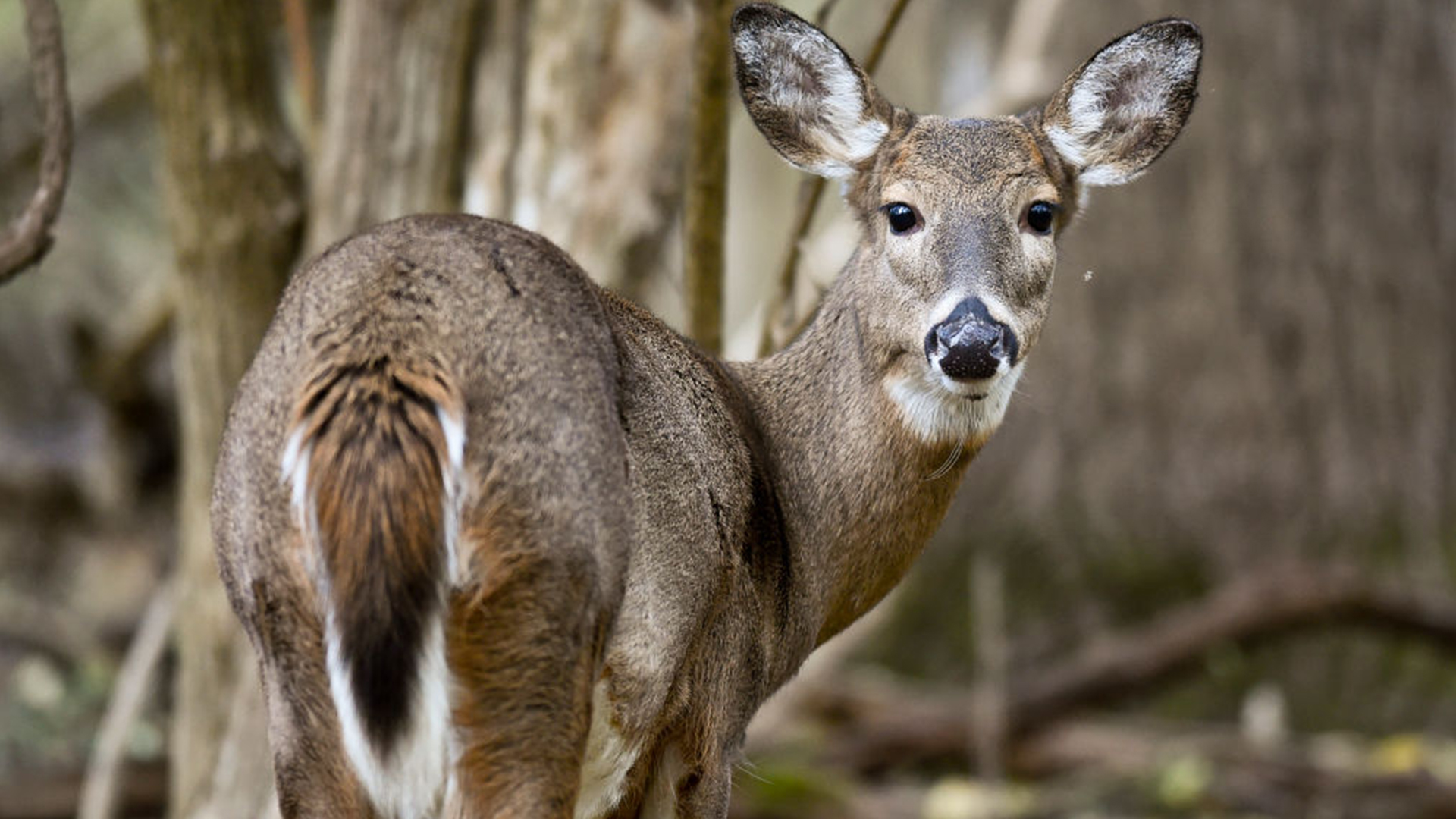 Minnesota deer season 2026: What changed, what to expect by region — FOX 9