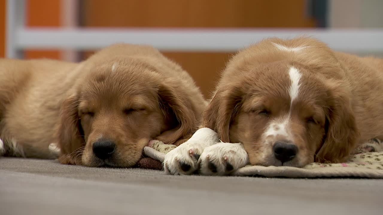 36 dogs rescued from unlicensed breeder in Cass County — Chanhassen Community news