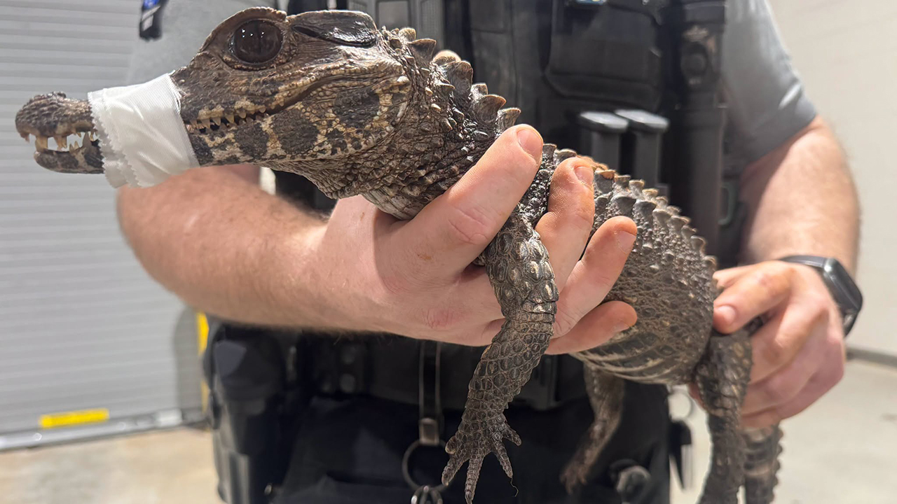 Watch: Deputies in Oklahoma capture escaped caiman after months on the loose — FOX 9, Chanhassen Community news